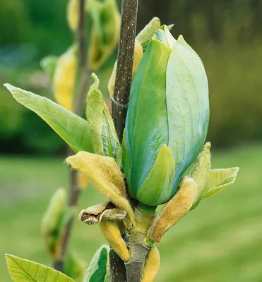 Produktbild von Magnolie ´BLUE BABY´ 120-130 cm, Cont. 7 l