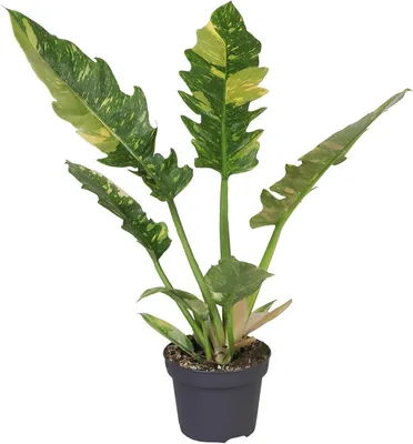Produktbild von Philodendron 'Ring of Fire' 30cm – Feurige Zimmerpflanze für dein Zuhause – Grüne Deko – Pflegeleichte Pflanze