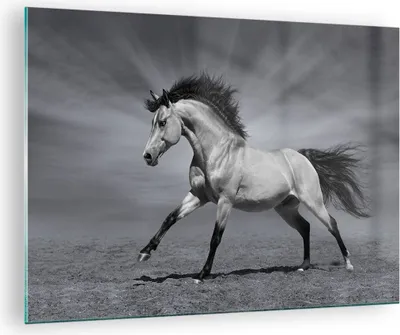 Produktbild von Bilder auf glas - Pferd Tier Natur - 70x50cm - Glasbilder - Wandbilder - Kunstdruck - zum Aufhängen bereit - Wanddekoration aus Glas - Glas Bilder - Wandbild auf Glas - Einteilig - GAA70x50-3608
