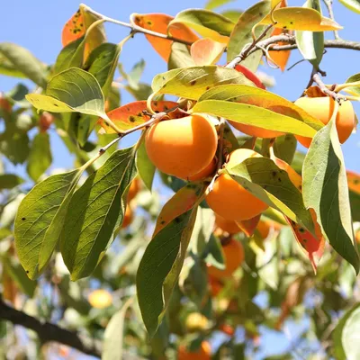 Immagine prodotto di Kaki (Diospyros kaki) - 10 semi