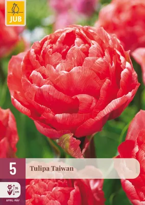Productafbeelding van Tulipa taiwan bloembol JUB 5 stuks