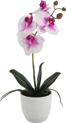 Produktbild von aplanta Künstliche Orchidee - Dan | 36 cm, inkl. Dekotopf, Real Touch, für drinnen, Kunstblume, wie echt, Allergiker geeignet, pflanzliche Dekoration Praxis, Office & Wohnzimmer