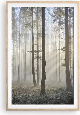 Produktbild von Gerahmtes Poster - Rahmen in heller Eiche - Wald Baum Natur - 61x91,5 cm - Wand Bild - Wanddeko - Wandbilder - Kunstposter - Wandposter - Bilderrahmen - Bilder - Kunstdruck - Wandbild P2NPA61x91-3749