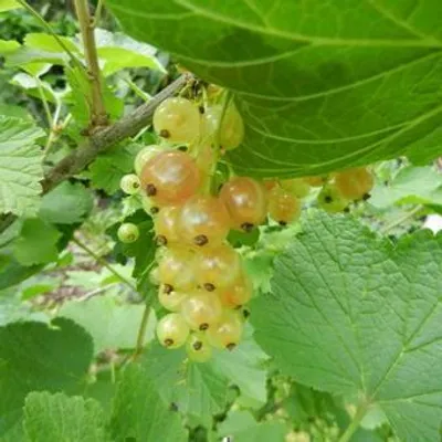 Produktbild von Ribes rubrum wit/blanc - Weiße Johannisbeere | 80-100 cm im topf