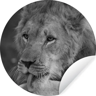 Produktbild von MuchoWow® Runde Wandtattoo - Wandsticker Tapete Aufkleber Löwe - Wild - Schwarz Ø 100 cm Selbstklebend und Repositionierbar - Wandaufkleber - Kreis - Tapetenkreis - Wandbild rund - Schlafzimmerdekoration - Wanddeko - runde Tapete - Kunst für zu Hause