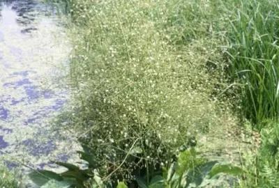 Obrázok produktu pre 6 x Alisma plantago-aquatica - obyčajná žabka - kvetináč 9 x 9 cm
