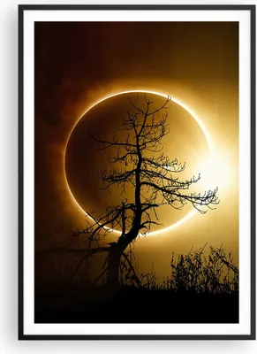Produktbild von Gerahmtes Poster - Schwarzer Rahmen - Sonnenfinsternis die Sonne Baum - 70x100 cm - Wand Bild - Wanddeko - Wandbilder - Wandposter - Bilderrahmen - Bilder - Kunstdruck - Wandbild - P2BPA70x100-4349