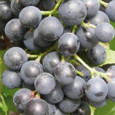Zdjęcie produktu dla Winorośl Muscat Bleu 2L