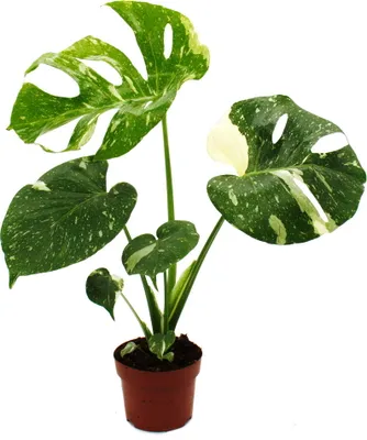 Obrázok produktu pre Monstera "Thai-Constellation" vzorovaný okenný list exkluzívna izbová rastlina rarita 12cm hrniec