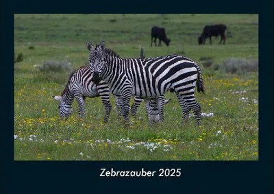 Produktbild von Zebrazauber 2025 Fotokalender DIN A4