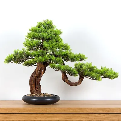 Obrázek produktu pro Pokojová dekorativní bonsai - Borovice (PN-33)