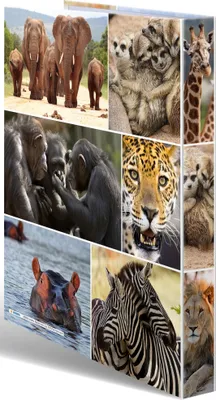 Immagine prodotto di Raccoglitore ad anelli A4 in cartone 4 anelli Africa animali confezione da 3