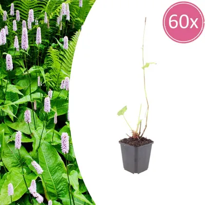 Zdjęcie produktu dla Persicaria a. 'Alba' | 60 sztuk - 10-25cm - Ø9cm - Roślina ogrodowa