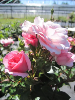 Produktbild von Rosa Bonica®  - Stammrose Bonica® - Meilland Rose