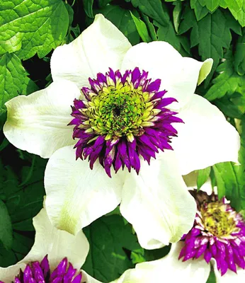 Produktbild von BALDUR Garten 1x Waldrebe Clematis 'Florida Sieboldii', Pflanze im 1,5 Liter-Topf, Klematis, winterhart, blühende Kletterpflanze, bienenfreundlich, schmetterlingsfreundlich, Clematis Hybride