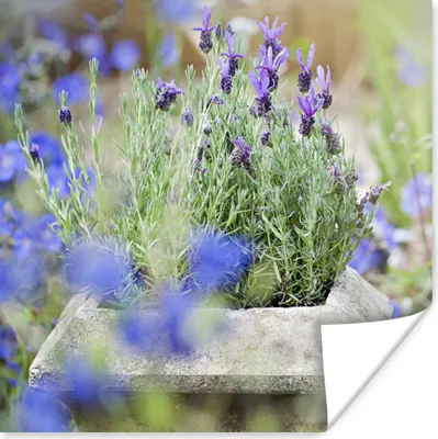 Produktbild von MuchoWow® Poster Nahaufnahme von Lavendel in einem Garten 50x50 cm - Wohnzimmerdekoration