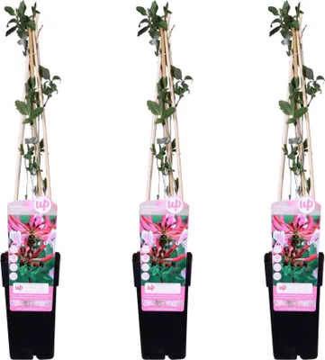 Produktbild von 3X - Lonicera Periclymenum 'Serotina' - ↨65Cm - Ø15