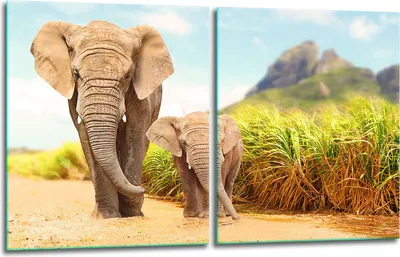 Produktbild von Herdabdeckplatten 2x40x52 Glaskeramikkochfeld 2-Teilig Glas Spritzschutz Elefant