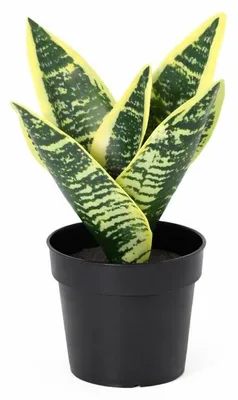 Zdjęcie produktu dla Sztuczna sansewieria Laurentii 21 cm – sztuczna roślina, idealna do pokoju, biura, łazienki, na półkę; niewymagająca pielęgnacji, zielona dekoracja do wnętrz; kompaktowa sztuczna roślina