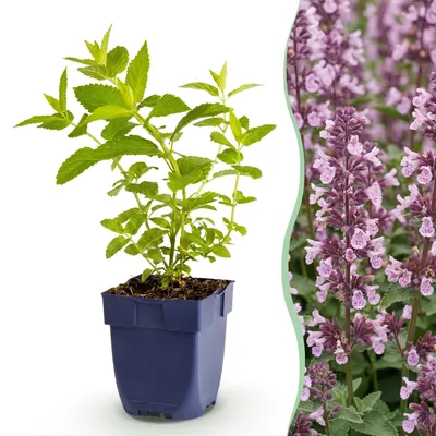 Produktbild von Green boutiQ - Stauden - Nepeta sib. Wild Orchid - Katzenminze - Bienen- und Schmetterlingsmagnete - Rosa - 12 Pflanzen - Topf 11cm - Höhe 15-25cm