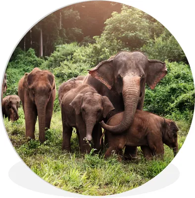 Produktbild von MuchoWow® Rundes Wandbild - Runde Bilder Elefant - Tiere - Wald - Gras - Grün Ø 60 cm Kreis Wanddekoration Kunststoff - Wandkreis - Wandschmuck - Wand Kreis - Das Schlafzimmer - Die Bilder - Wandmalerei - Kunst für das Haus - das Plastik