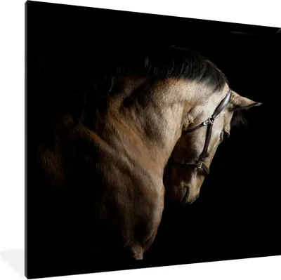 Produktbild von MuchoWow® Gerahmtes Poster Pferde - Halfter - Schwarz 40x40 cm - Poster mit Schwarzem Bilderrahmen Wandposter Rahmen Foto Bilder - Mit Rahmen - Wanddekoration Schlafzimmer