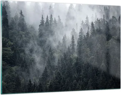 Produktbild von Bilder auf glas - Wald Baum Natur - 120x80cm - Glasbilder - Wandbilder - Kunstdruck - zum Aufhängen bereit - Wanddekoration aus Glas - Glas Bilder - Wandbild auf Glas - Einteilig - GAA120x80-4074