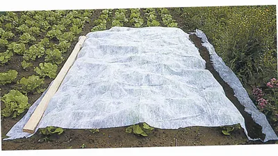 Image de Voile d'hivernage blanc 30g/m2 WERKA PRO