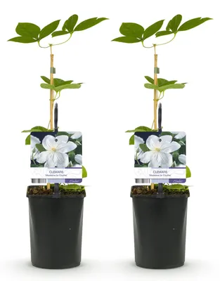Image de Green boutiQ - Klimplant - Clematis Madame Le Coultre - bloem wit - Weinig onderhoud -2 planten - Pot 11cm Hoogte 40cm