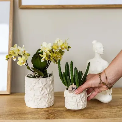 Produktbild von Aasblume Stapelia Ø6cm Exotische Sukkulente Seltene Zimmerpflanze Pflegeleicht