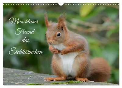 Produktbild von Mein kleiner Freund das Eichhörnchen (Wandkalender 2027 DIN A3 quer), CALVENDO Monatskalender