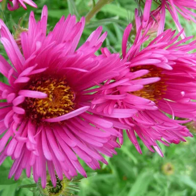 Produktbild von 6 x Aster novae angliae 'Andenken An Alma Potschke' | Topf 9cm x 9cm