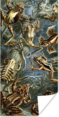 Produktbild von MuchoWow® Poster Batrachia - Haeckel - Alte Meister 60x120 cm - Wandschmuck