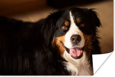 Produktbild von MuchoWow® Poster Berner Sennenhund schaut in die Kamera 90x60 cm - Schlafzimmer