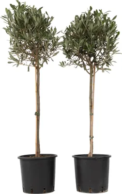 Produktbild von Oliva európska - 2 ks. - Olea europaea - Výška 90-100cm - ⌀21cm