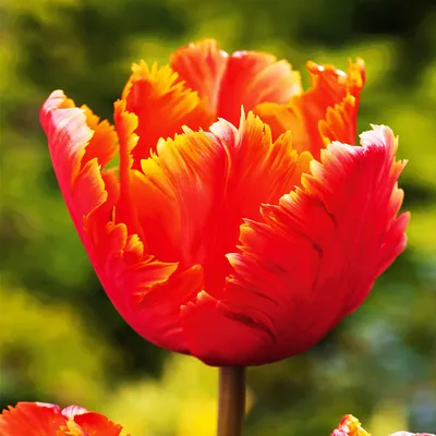 Zdjęcie produktu dla Tulipan Papuzi Amazing Parrot 5 szt. Tulipany Cebulki Tulipanów Cebule