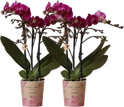 Produktbild von Phalaenopsis Orchideen Morelia 2 Pflanzen Fliederfarben Ø9cm Blühende Deko Set