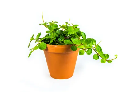 Obrázok produktu pre Gardners Peperomia Tetraphylla hope, priemer 12 cm