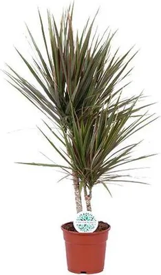 Zdjęcie produktu dla Drzewo smocze Dracaena Bicolor – roślina doniczkowa, średnica 17 cm, wysokość 75 cm, łatwa w pielęgnacji, oczyszczająca powietrze