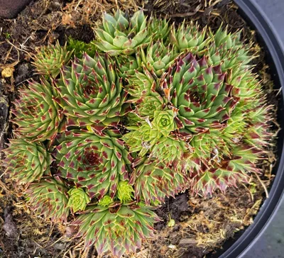 Image de Sempervivum x calcareum / Joubarbe