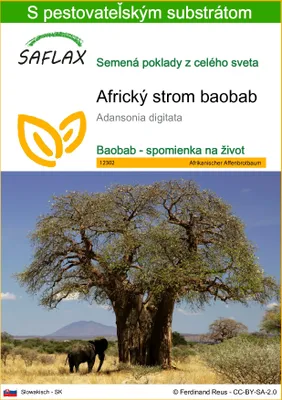 Obrázok produktu pre SAFLAX - Africký strom baobab - Adansonia digitata - 6 Semená - S pestovateľským substrátom bez klíčkov