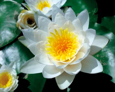 Produktbild von Blumen Kunstdruck Bild - Weiße Seerose Blüte (40 x 50 cm)