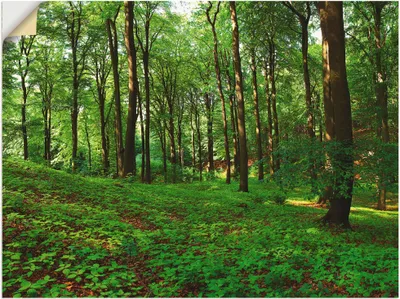 Produktbild von ARTland Wandbild, selbstklebend Panorama von einem grünen Sommerwald Größe: 80x60 cm
