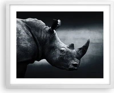 Produktbild von Gerahmtes Poster - Weißer Rahmen - Nashorn Schwarzweiß Porträt - 50x40 cm - Wand Bild - Wanddeko - Wandbilder - Wandposter - Bilderrahmen - Bilder - Kunstdruck - Wandbild - P2WAA50x40-4347