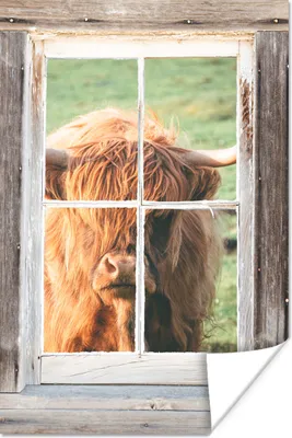 Produktbild von MuchoWow® Poster Schottischer Highlander - Fenster - Holz - Ansicht 80x120 cm - Papierdruck