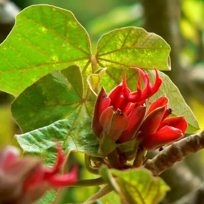 Immagine prodotto di Affenhandbaum (Chiranthodendron pentadactylon) - 5 semi