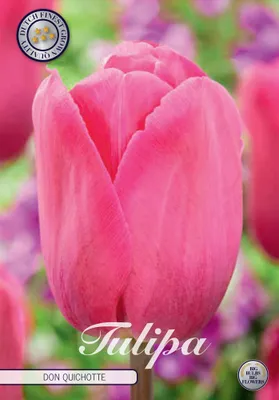 Artikelbild 2 von 'Tulpe Don Quichotte (10 Stück)' aus der Kategorie Tulpenzwiebeln