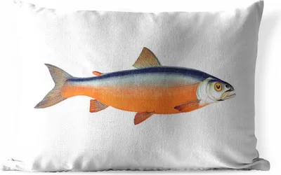 Produktbild von MuchoWow® Outdoor Kissen - Lachs - Fisch - Orange - 60x40 cm - Wetterfest - Lounge Kissen - Zierkissen - Kissen für Innenräume