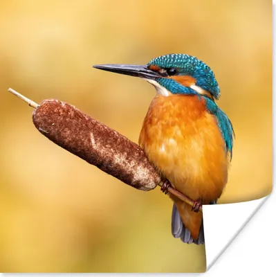 Produktbild von MuchoWow® Poster Eisvogel - Natur - Vogel 100x100 cm - Babyzimmer