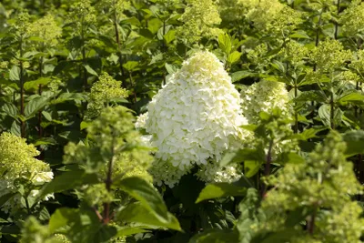 A close-up view of a flowering hydrangea plant with large white blooms and green foliage.
